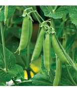 SDC Sugar Daddy Snap Pea Seeds Green Peas Asian Snow Peas Seed Easy Grow - €12,17 EUR