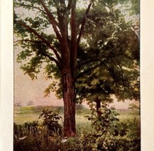 1917 Shagbark Hickory Trees Lithograph Print Antique Nature Ephemera 8 x 5&quot; - £19.97 GBP