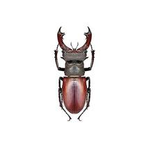 Larger Pincher Brown Beetle Decal - 6&quot; tall x 2.5&quot; wide - £2.80 GBP