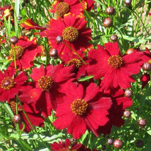Fresh 100 Tall Red Plains Coreopsis Seeds  - $5.79
