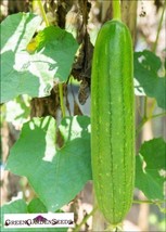 BStore Emerald Hybrid ~5 Seeds Fresh Luffa Loofah Sponge Ridge Gourd Seeds - £6.77 GBP