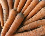 Carrot Seeds 1000 Danvers 126 Vegetable Garden Culinary Soups Fast Shipping - £7.22 GBP