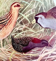 Yellow And Black Rails Sora 1936 Bird Art Lithograph Color Plate Print D... - $24.99