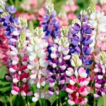 50 Avaluine Mix Delphinium Seeds Flower Bloom Seed Flowers 744Garden Beautiful U - $8.98