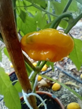 Scotch bonnet Jamaican yellow premium seeds for planting - £2.11 GBP