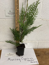 Murray Cypress 2.5" pot 6-12" tall image 3