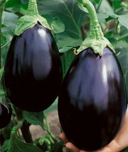 Berynita Store Eggplant Black Beauty 50 Vegetable Seed Heirloom Non-Gmo - £6.99 GBP