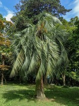 JELLY PALM - COQUINHO-AZEDO – BUTIA CAPITATA 1 SEED Gx 186 - $145.72 MXN