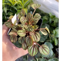 Peperomia Albovittata Piccolo Banda 2.5 Inch Tall Pot Starter Plant Garden Fresh - £23.82 GBP