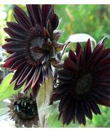 30 Seeds Black Sunflower organic non-gmo flower garden plant seeds - $8.70