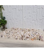 Huge 3kg Natural Seashells Rare Lot – Crafting, Decor, Costal Beach Supp... - $120.31 CAD