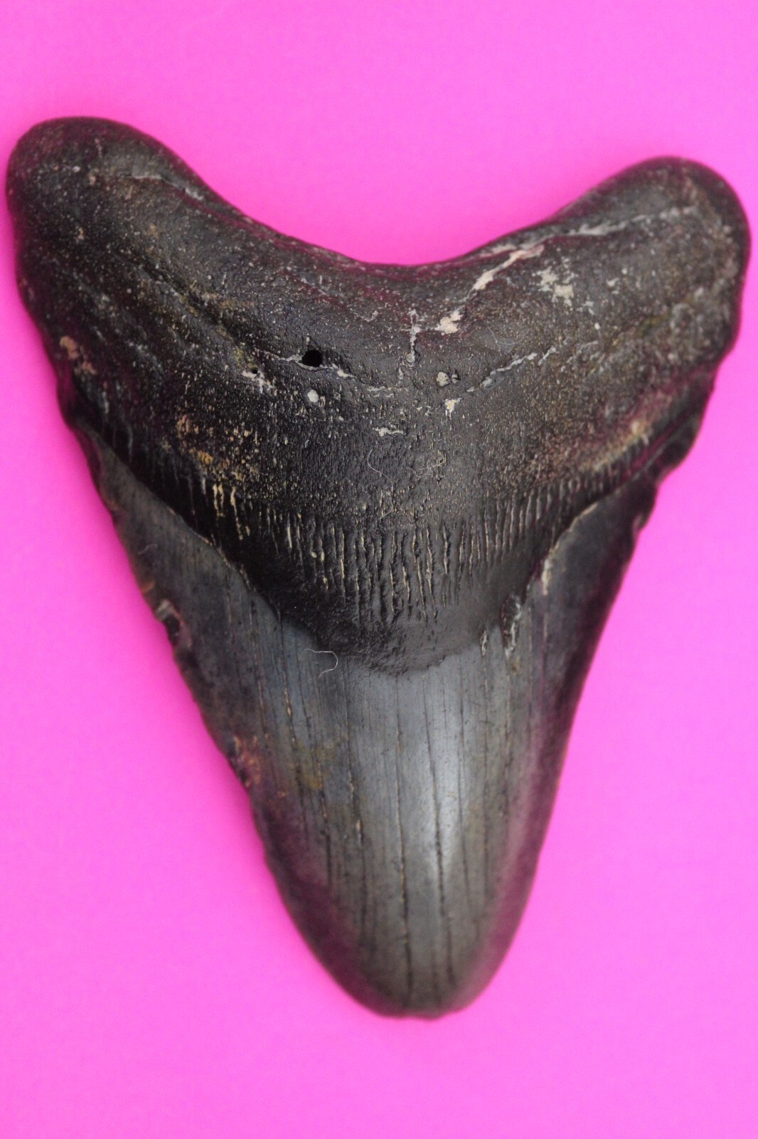 Authentic Megadolon Shark Tooth 4.33 Inches 131 Grams Fossil Dino Girl C... - $129.99