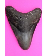 Authentic Megadolon Shark Tooth 4.33 Inches 131 Grams Fossil Dino Girl C... - $129.99
