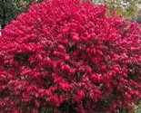 1-2 yo Burning Bush  Plant Semi Bare Rooted Hardy Shrub (Euonymus Alatus) - £6.34 GBP+