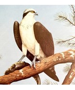 Osprey Art Print Color Plate Birds Of Prey Vintage Nature 1979 DWT11A - £27.78 GBP