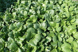 HS 1000 Tat Soi Chinese Cabbage Seeds - £2.69 GBP