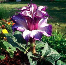 New Fresh 20 Purple Moonflower Seeds Gorgeous Night Blooming Beautiful Garden Fl - £4.73 GBP