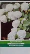 Japanese Snowball Tree Healthy Home Garden plant plant plant (For Spring &amp; Summe - $203.83