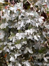 AW 10 Silver Box Eucalyptus Pruinosa Silvery Blue-Green Foliage Yellow S... - $10.76