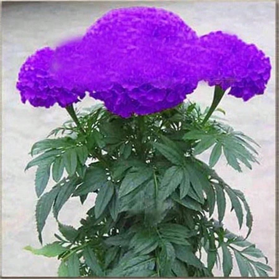 Purple Blue Marigold Seeds Home Garden Flower Seed Potted Plant Seeds 20pcs - $8.00