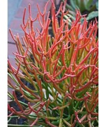 Euphorbia Tirucalli Rosea Red Pencil Firesticks Plant Milkbush 5 Seeds F... - $305.63 MXN