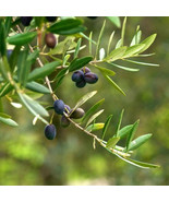 24x Wood Cutting Live Olive Tree Cutting Big Fruit High Yeild - £63.35 GBP