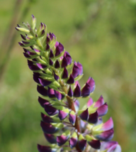 25 Pc Seeds Purple Blue Perennial Lupine Flowers,  Lupine Seeds for Plan... - $18.90