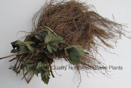 Chandler Strawberry Plants - Great For Southern Areas - $11.83+