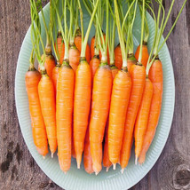 Carrot Seeds Scarlet Nante Vegetable Garden Culinary Soups - $5.89