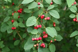 Many-flowered cotoneaster - Cotoneaster multiflora - 25+ seeds - E 229 - £1.50 GBP