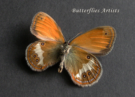 Real Butterfly Pearly Heath Coenonympha Arcania Framed Taxidermy Shadowbox - £39.14 GBP