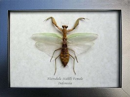 Green Praying Hierodula Stahlli Real Mantis Entomology Collectible Shado... - $52.99