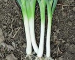 250 Tokyo White Long Bunching Onion Seeds Fast Shipping - $8.99