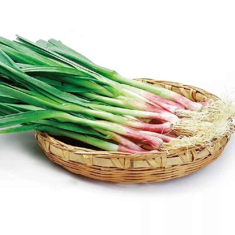 FARM 500 Garlic Sprouts Seeds Red Scallion Sprouted Bulk Seeds - $184.71 MXN