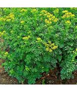 Rue Insect Pest Repellent Spring Heirloom Herbs Flea Medicinal USA 300+ Seeds - £3.52 GBP