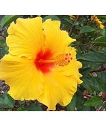 HAWAIIAN YELLOW HIBISCUS PLANT CUTTING  - $23.88