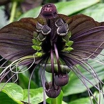 Black Bat Flower. Black Orchid Perennial Flowers, 10 seeds - €8,49 EUR