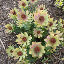 NEW 5pcs Leucadendron TINCTUM Garden Ornamental Plants - Seeds - £13.51 GBP