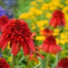 Hot Papaya Coneflower Seeds Echinacea Flower Perennial Bloom 50 Flower S... - $6.00