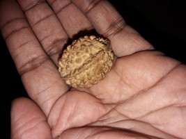 3 Mukhi Rudraksha Three Faced Rudraksh Bead Nepal Origin 16mm-20mm - £30.36 GBP