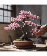 Japanese Pink Cherry Blossom Bonsai Tree seeds, Sakura home decor gift - $9.95