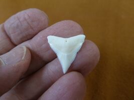 s930-96-31 Modern BULL SHARK upper 3/4" t**th wired pendant necklace sharks - $10.99