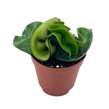 Hoya Hindu Rope, Carnosa Compacta, in a 2 inch Pot, Live Tiny Mini Pixie Plant - £8.66 GBP