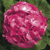 Mpb#3 Geranium Ringo Pink 15 Thru 250 You Pick Geranium Fresh Seeds USA Seller - £14.59 GBP