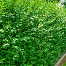 Privet Ligustrum Lucidum 10 Seeds Broad-Leaf Privet Chinese Privet Glossy Privet - $16.61