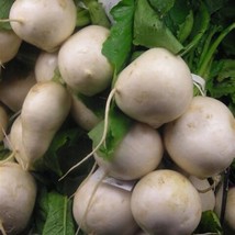 US Seller White Egg Turnip Fast Shipping - £12.52 GBP