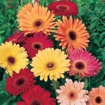 200 California Giants Mix Gerbera Daisy Seeds Gardening USA SELLER - $12.96