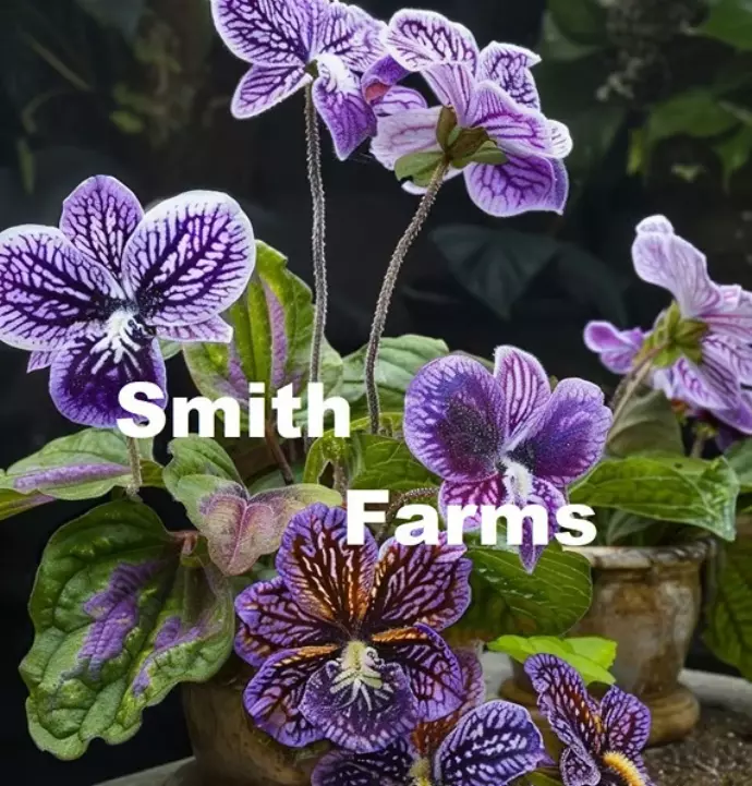 USA SELLER 25 Seeds Purple Cape Primrose Flowers House Plant Streptocarpus Fast  - $15.25