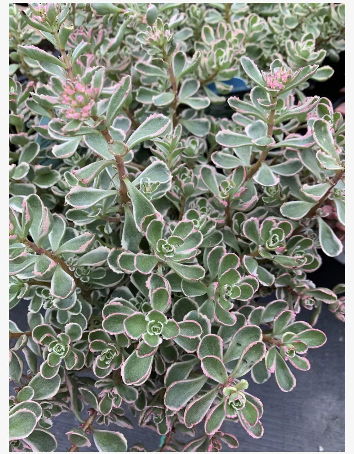 2”-4(4 Cutting) live plant Tricolor Sedum Spurium Variegated Stonecrop S... - £18.79 GBP