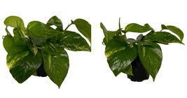 Pothos - Hawaiian Devil&#39;s Ivy - 4&quot; Pot - Easy to Grow House Plant - £32.77 GBP